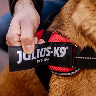 Julius-K9 Magyarország