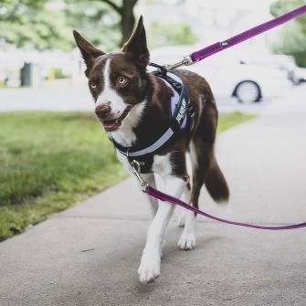 Julius-K9 Magyarország