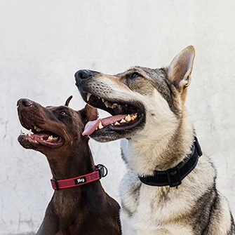 Julius-K9 Magyarország