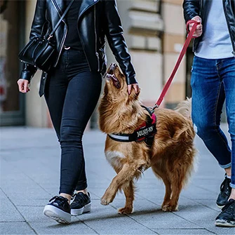 Julius-K9 Magyarország