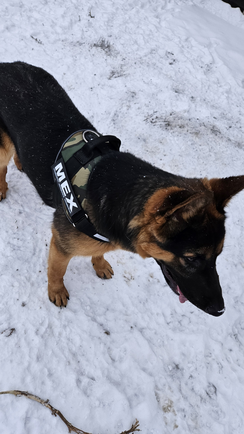   IDC® Kutyahám, 1 – 3 Kg-os kutyák számára – 3XS / Baby 1 - akvamarin kék
