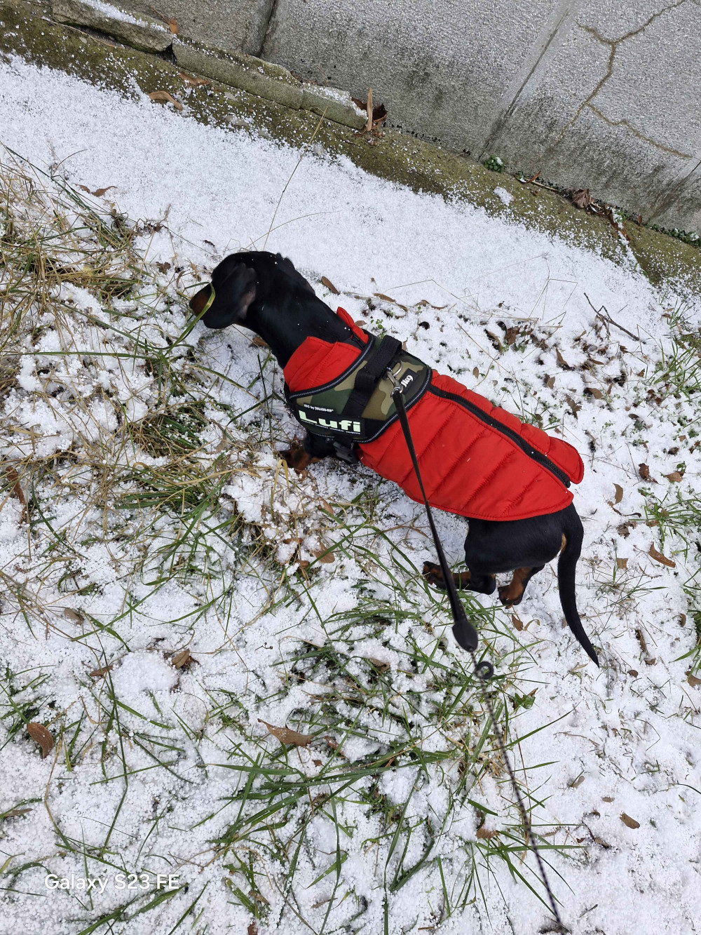     IDC® Kutyahám, 1 – 3 Kg-os kutyák számára – 3XS / Baby 1 - kék