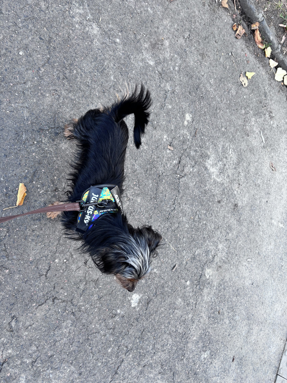     IDC® Kutyahám, 1 – 3 Kg-os kutyák számára – 3XS / Baby 1 - terep