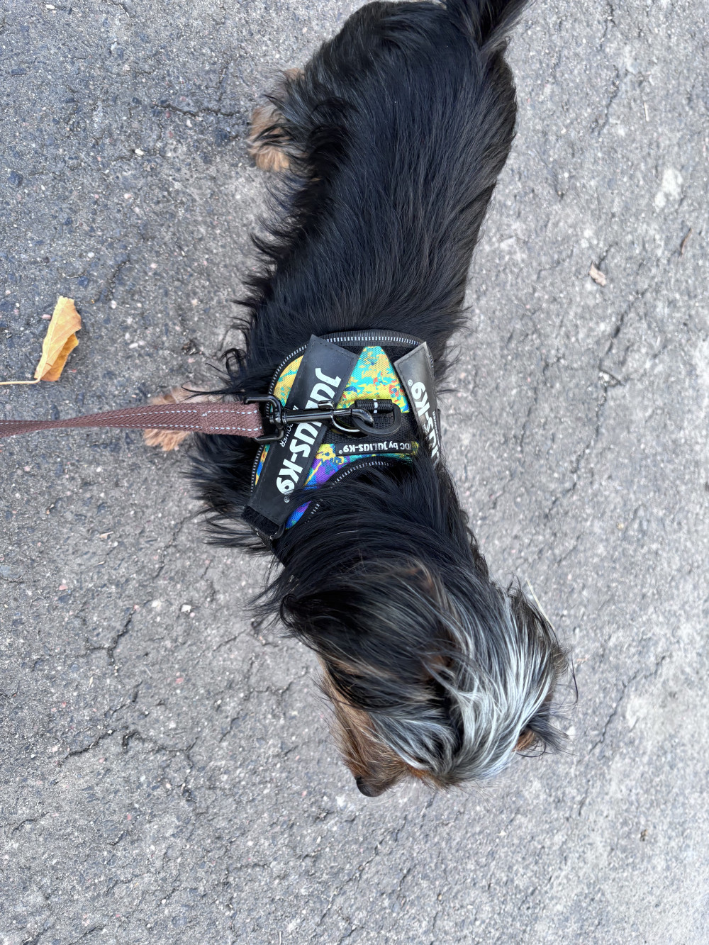     IDC® Kutyahám, 1 – 3 Kg-os kutyák számára – 3XS / Baby 1 - terep