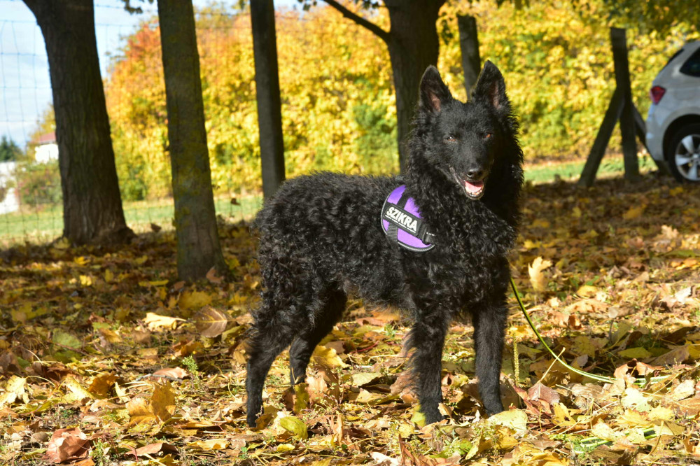     IDC® Kutyahám, 1 – 3 Kg-os kutyák számára – 3XS / Baby 1 - terep