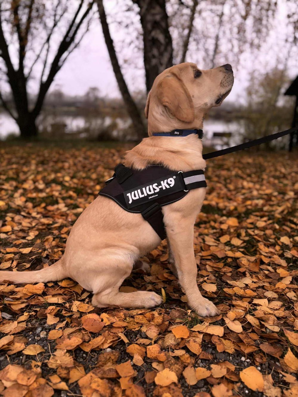     IDC® Kutyahám, 1 – 3 Kg-os kutyák számára – 3XS / Baby 1 - kék