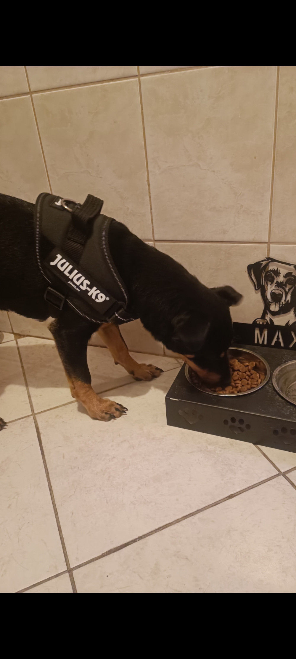     IDC® Kutyahám, 1 – 3 Kg-os kutyák számára – 3XS / Baby 1 - terep