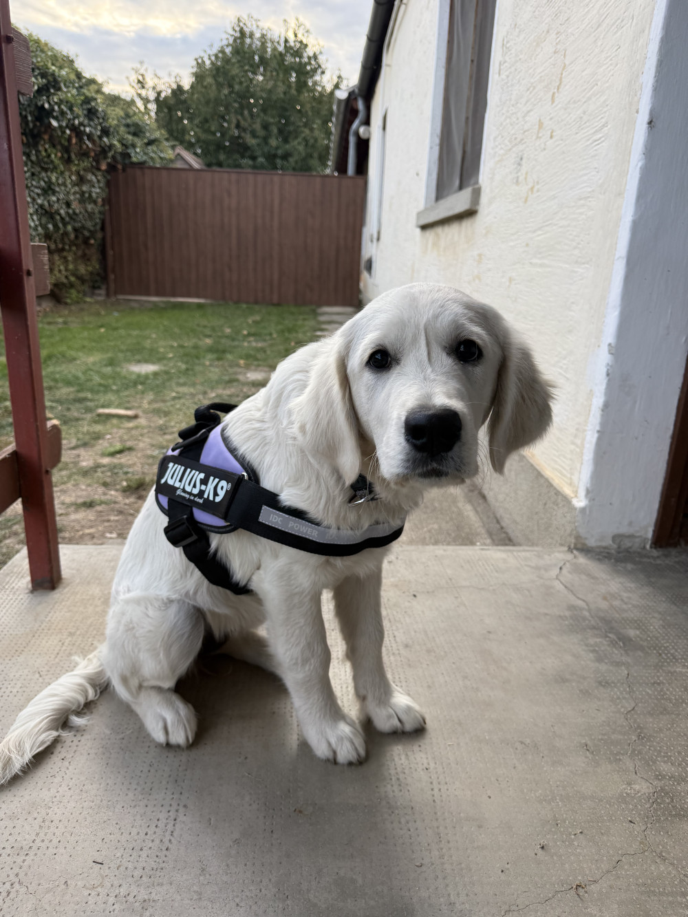     IDC® Kutyahám, 1 – 3 Kg-os kutyák számára – 3XS / Baby 1 - kék