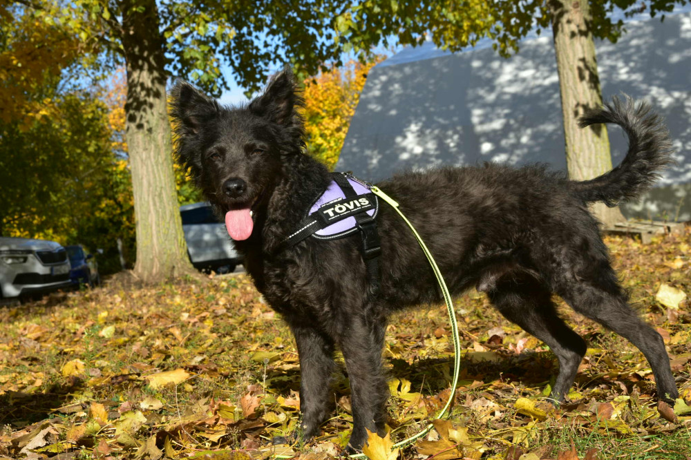     IDC® Kutyahám, 1 – 3 Kg-os kutyák számára – 3XS / Baby 1 - terep