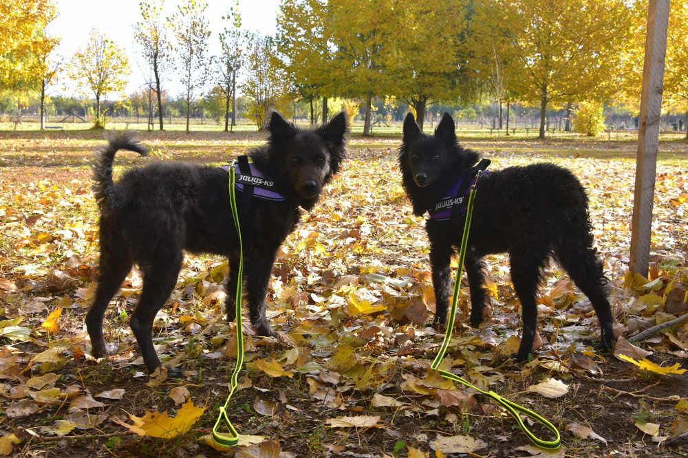     IDC® Kutyahám, 1 – 3 Kg-os kutyák számára – 3XS / Baby 1 - terep