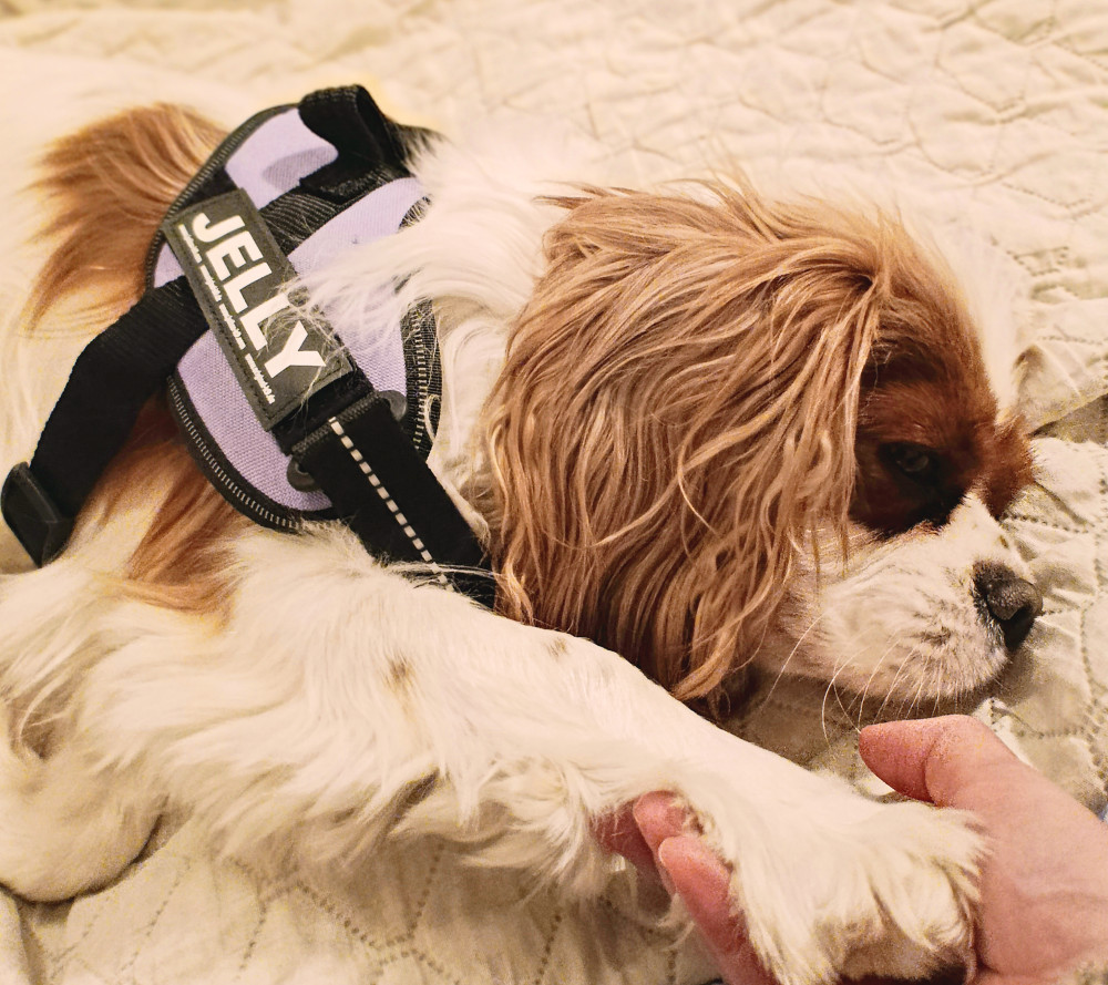   IDC® Kutyahám, 1 – 3 Kg-os kutyák számára – 3XS / Baby 1 - akvamarin kék
