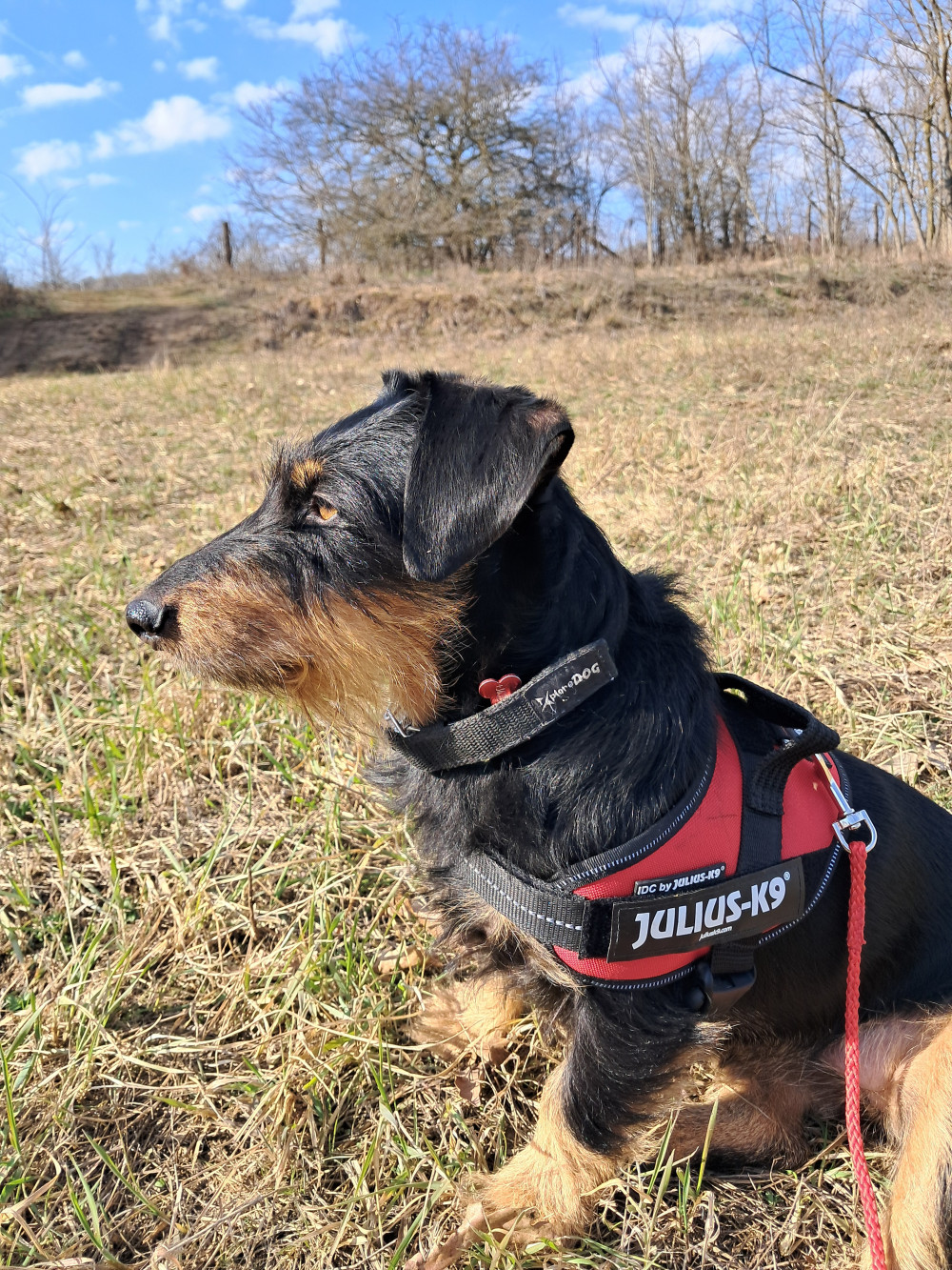   IDC® Kutyahám, 1 – 3 Kg-os kutyák számára – 3XS / Baby 1 - akvamarin kék
