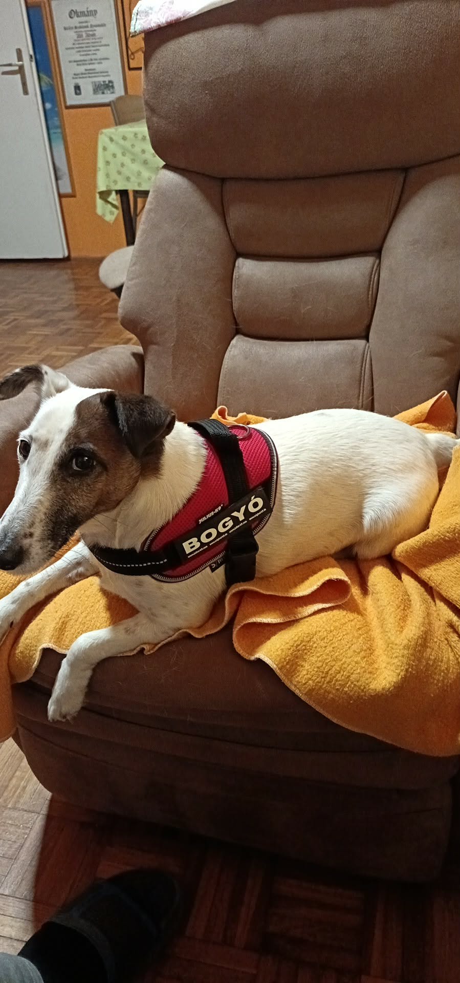 IDC® POWAIR kutyahám felirattal, méret: 3XS, kék 
