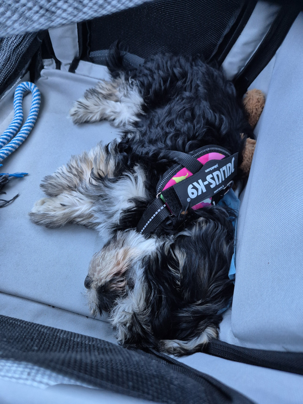   IDC® Kutyahám, 1 – 3 Kg-os kutyák számára – 3XS / Baby 1 - akvamarin kék
