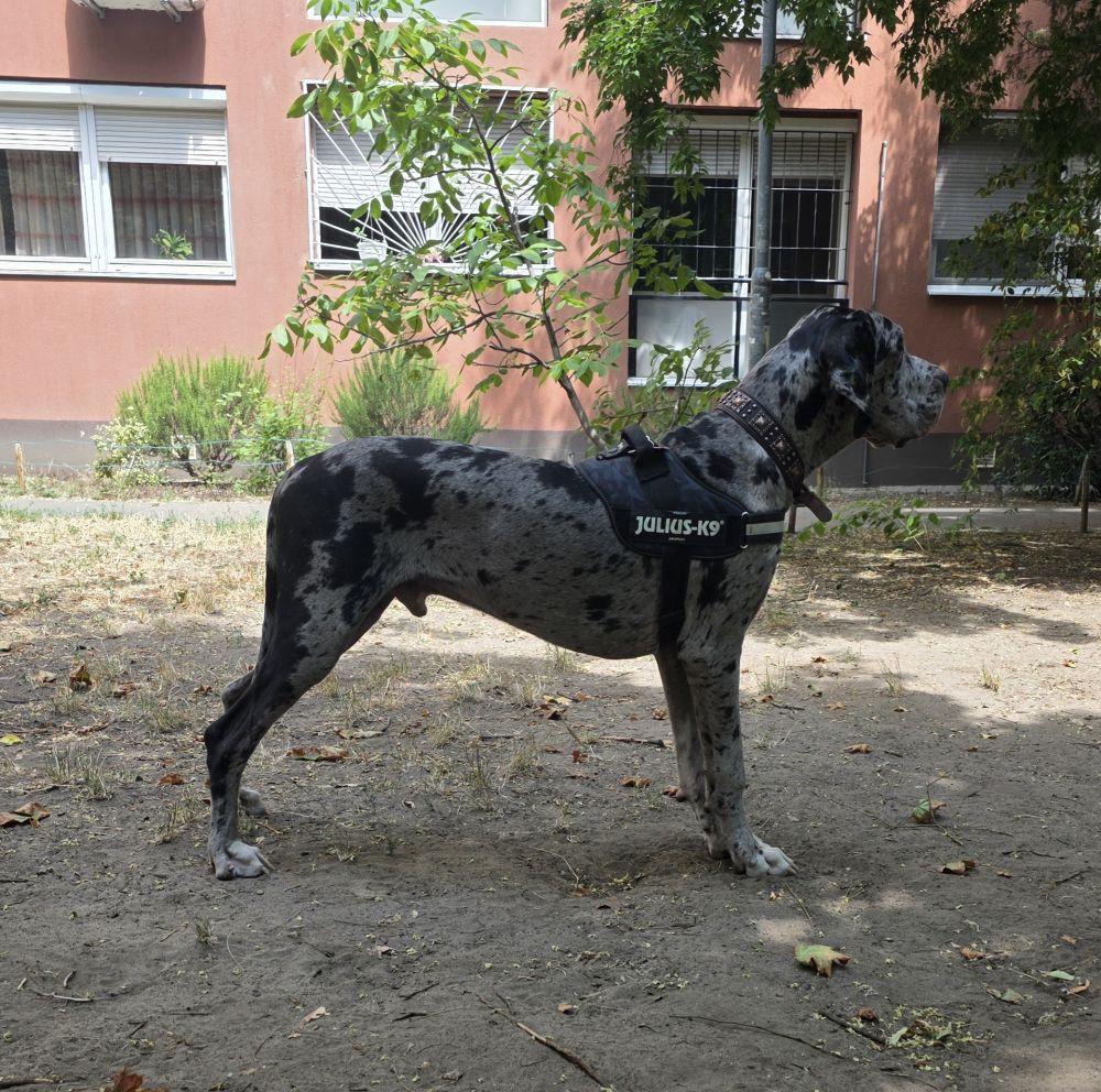   IDC® Kutyahám, 14 - 25 Kg-os kutyák számára - M / Méret 0 - leopard
