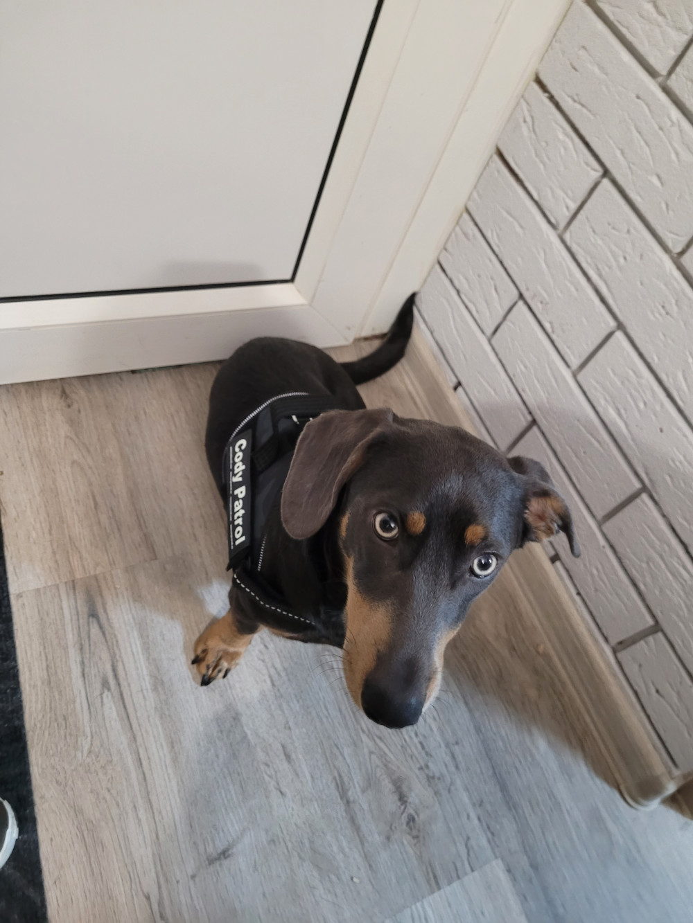     IDC® Kutyahám, 1 – 3 Kg-os kutyák számára – 3XS / Baby 1 - kék