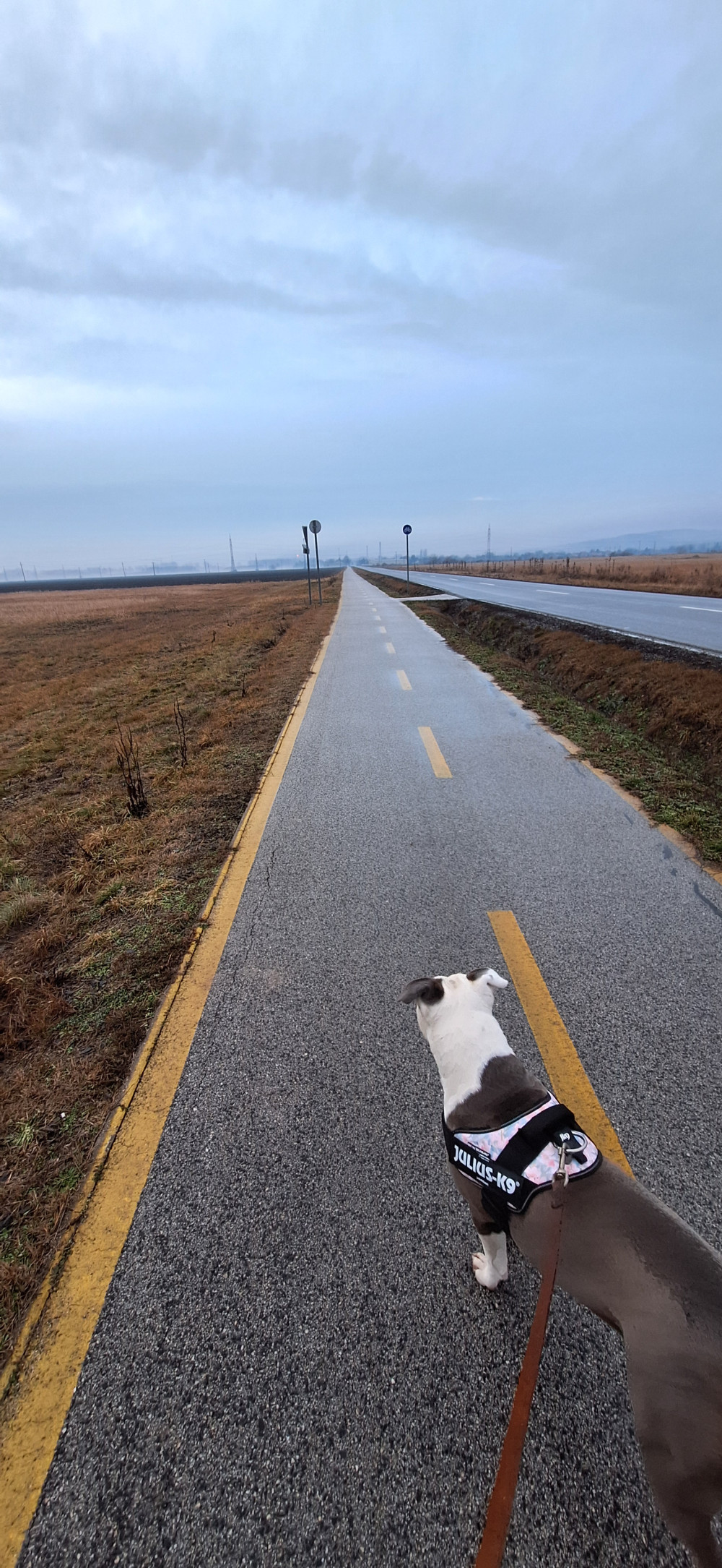   IDC® Kutyahám, 1 – 3 Kg-os kutyák számára – 3XS / Baby 1 - akvamarin kék
